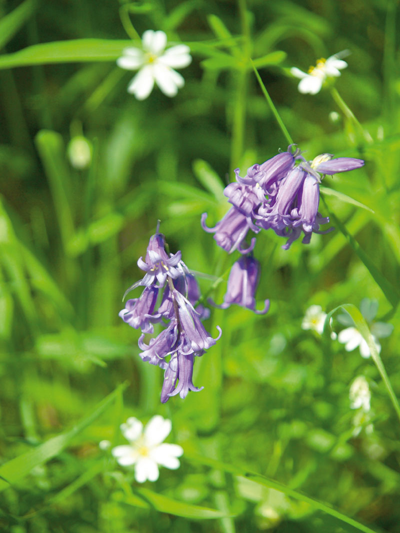 Produktbild zu 50 Blumenzwiebeln Bluebells Hasengl�ckchen