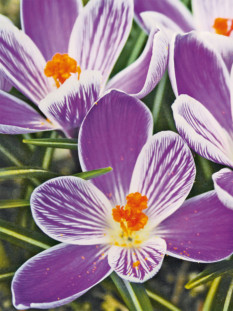 Produktbild zu Gartenkrokus 25 Blumenzwiebeln
