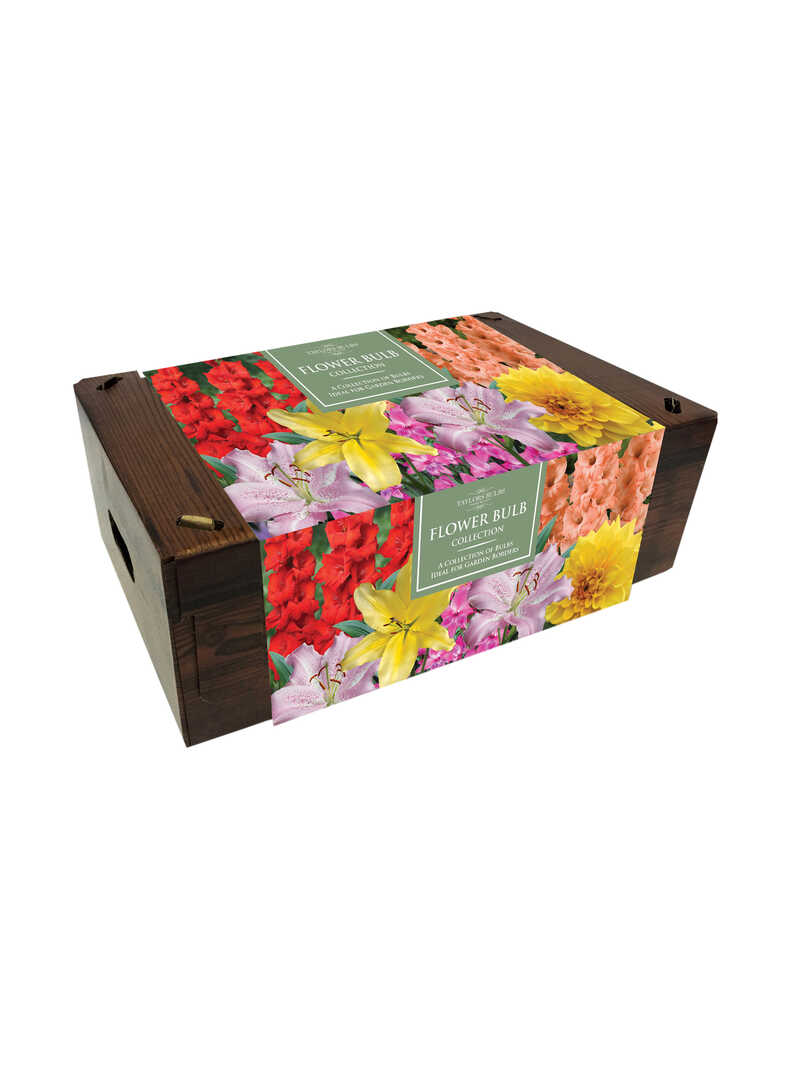 Blumenzwiebel-Geschenkbox mit 25 Sommerblumen
