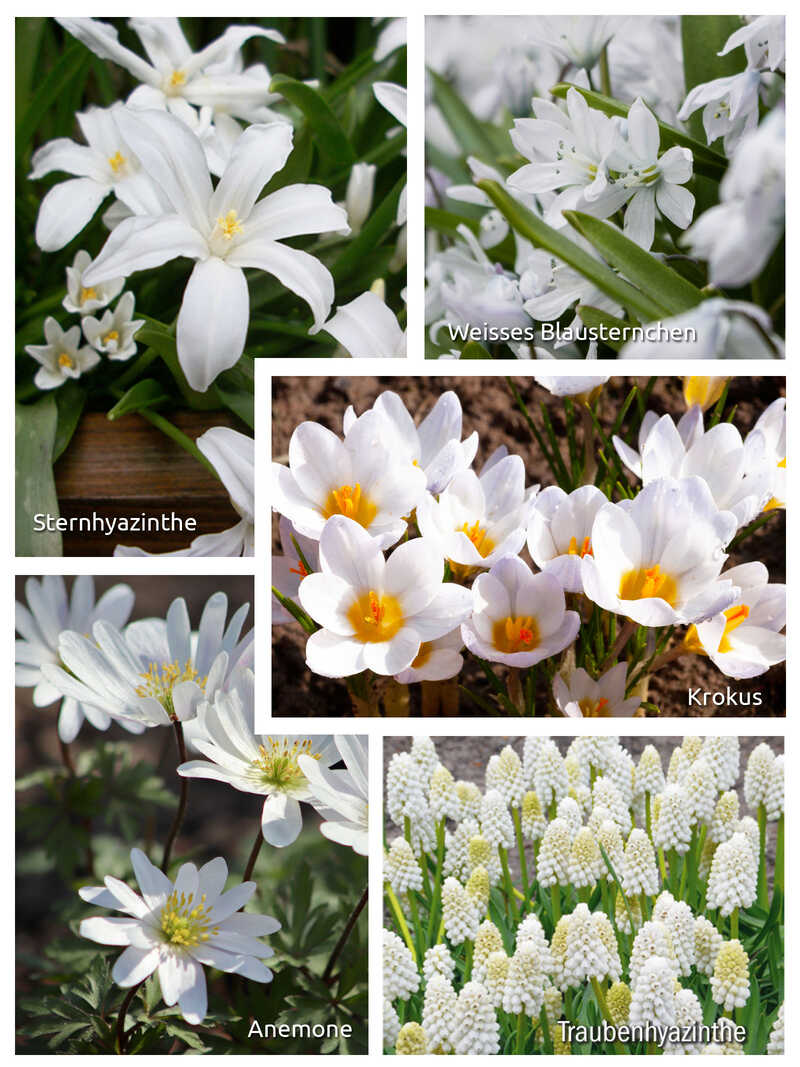 Blumensortiment White Garden mit 60 Blumenzwiebeln
