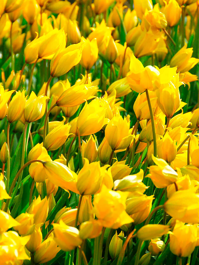 Produktbild zu Gelbe Wald-Tulpe Sylvestris 10 Blumenzwiebeln