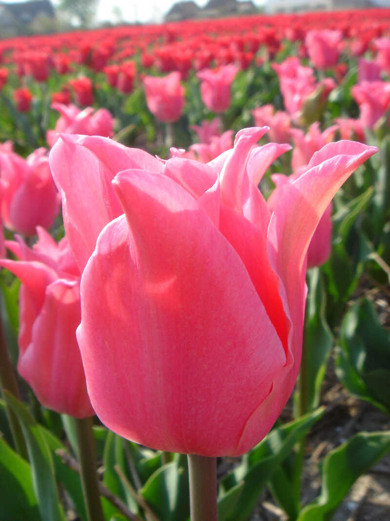 Produktbild zu 10 Blumenzwiebeln rosa Tulpe Miss Elegance
