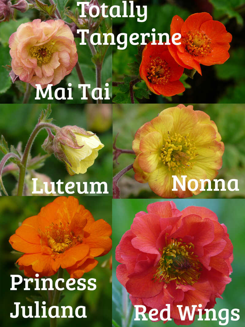 Produktbild zu Staudensortiment Geum Nelkenwurz 6 Sorten aus Bio-Gartenbetrieb