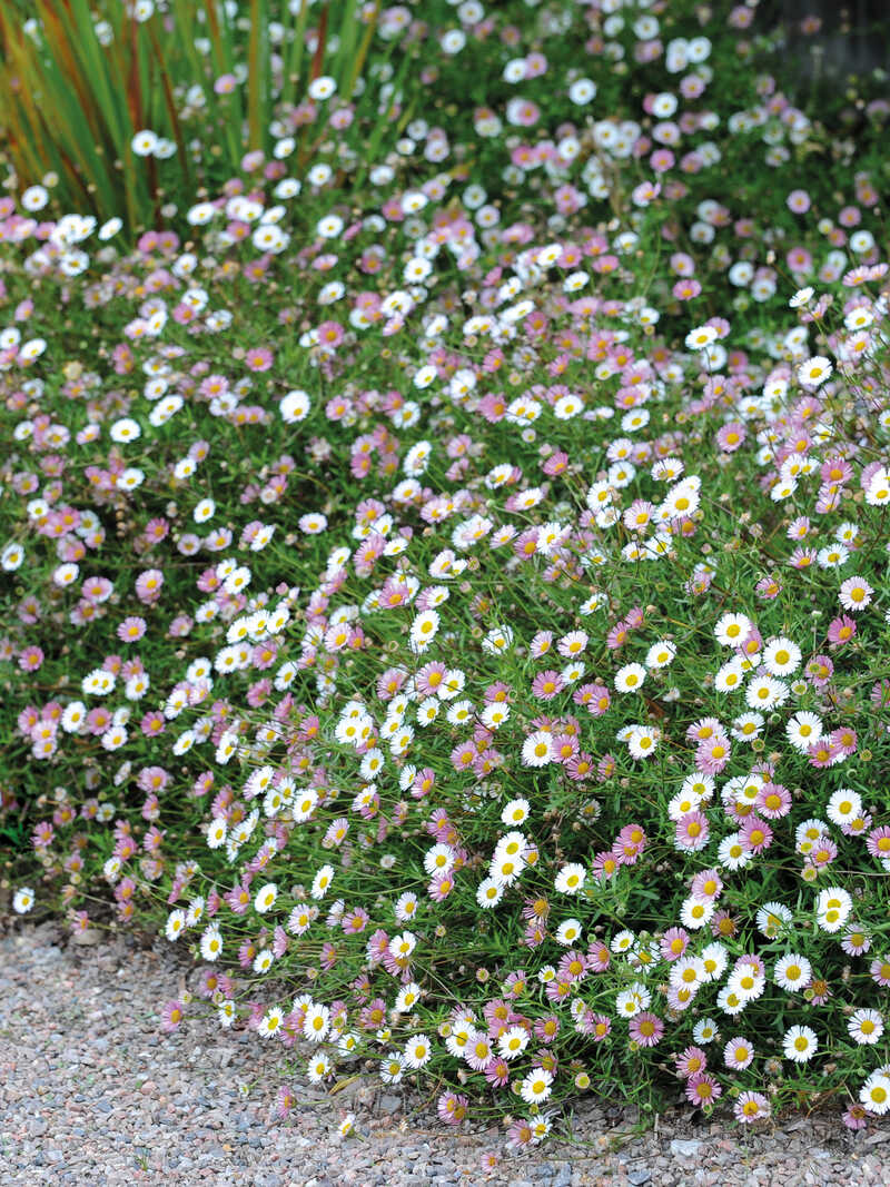 Alternatives Bild 1 zu  Spanisches G�nsebl�mchen Sament�tchen