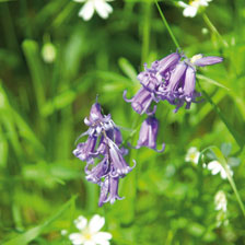 Thumbnail zu 50 Blumenzwiebeln Bluebells Hasengl�ckchen