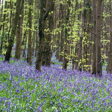 Alernatives Thumbnail 1 zu 50 Blumenzwiebeln Bluebells Hasengl�ckchen