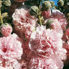 Stockrosensamen Appleblossom