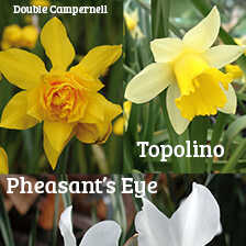 30 Blumenzwiebeln Historische Narzissen