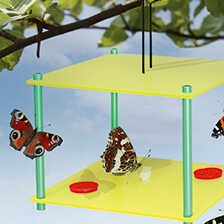 Futterstation für Schmetterlinge