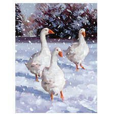 Weihnachtskarten 'Winter Birds'