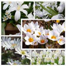 Blumensortiment White Garden mit 60 Blumenzwiebeln