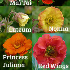 Staudensortiment Geum Nelkenwurz 6 Sorten aus Bio-Gartenbetrieb