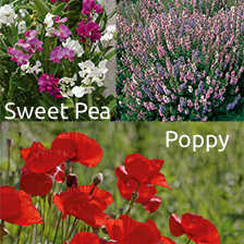 Alernatives Thumbnail 1 zu Drei Sament�tchen Kew Collection