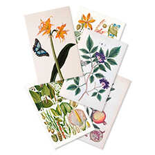 Alernatives Thumbnail 1 zu Geschenkbox mit 100 Postkarten 100 Flowers